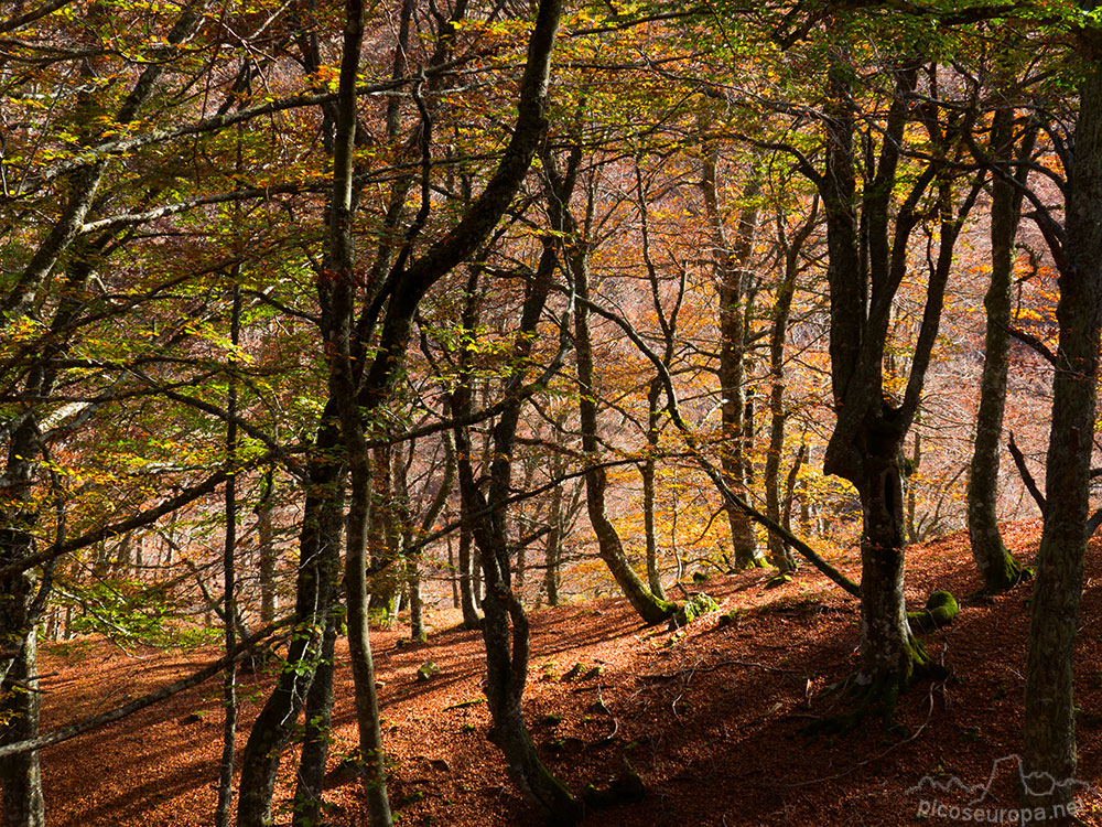 Bosque de Fabucado entre la Vega de La Ablanosa y la Vega Pociello. Parque Natural de Redes, Asturias