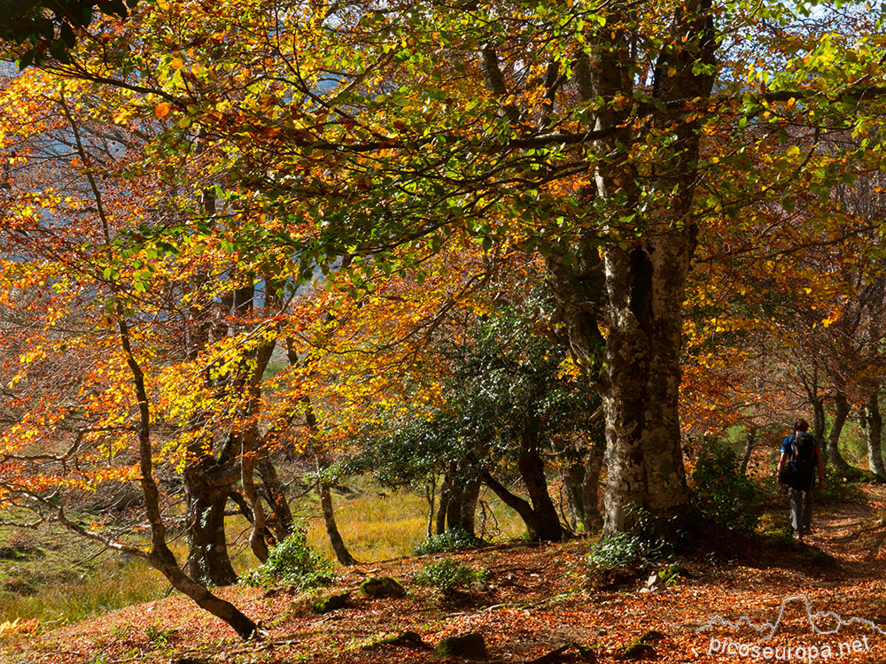 Bosque de Fabucado entre la Vega de La Ablanosa y la Vega Pociello. Parque Natural de Redes, Asturias