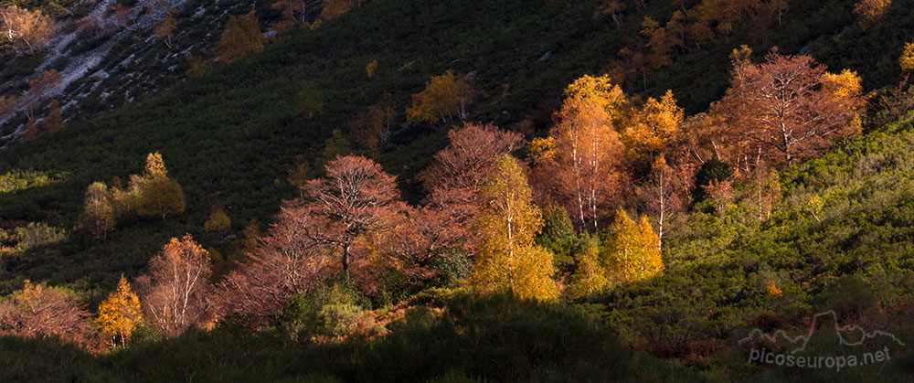 Aledaños de la Vega Pociello. Parque Natural de Redes, Asturias