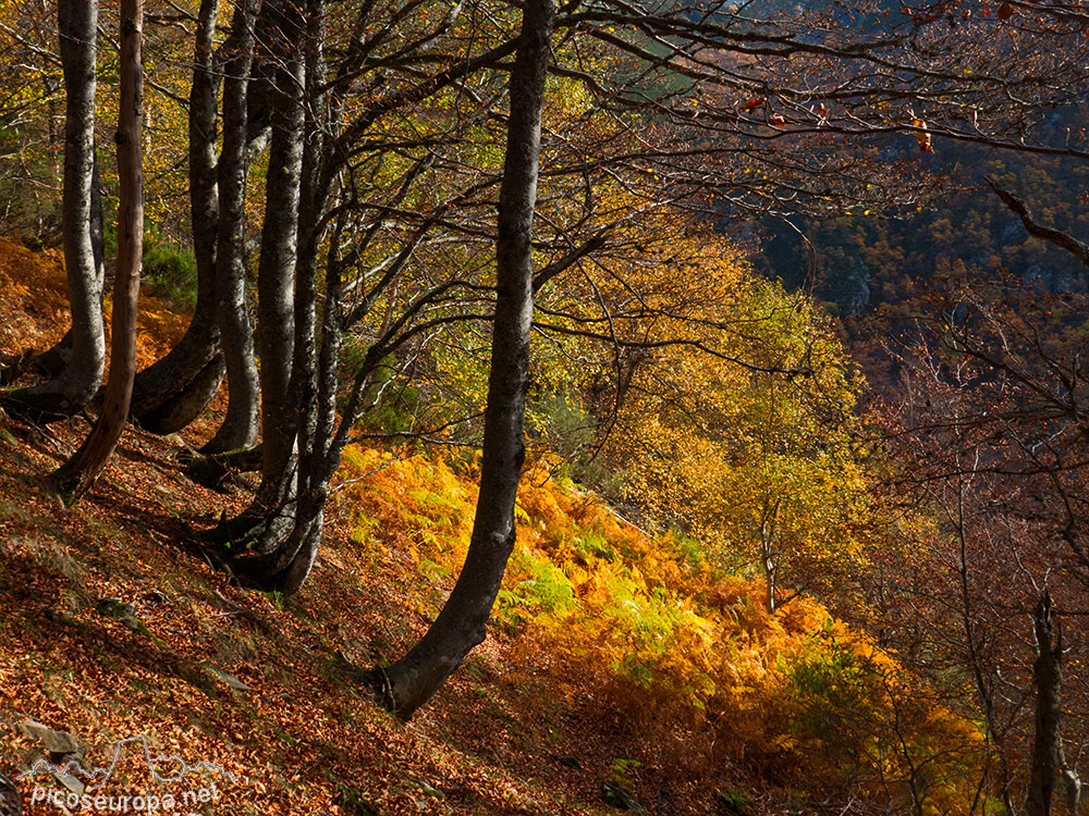 En los aledaños de la Vega Pociello. Parque Natural de Redes, Asturias