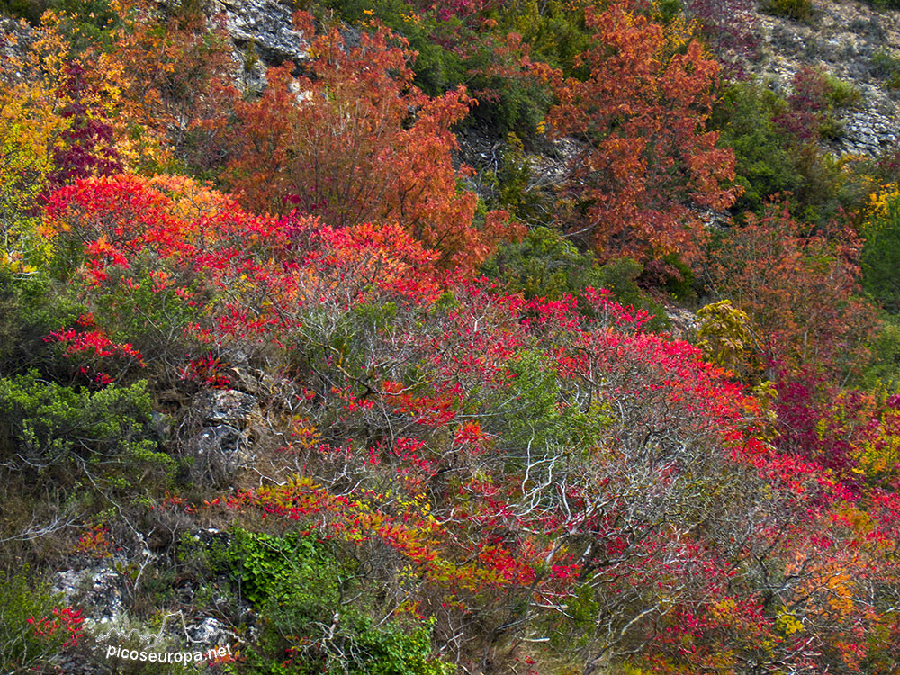 Foto: Otoño en el Parque Natural de Montes Obarenes, Oña, Burgos, Castilla y León