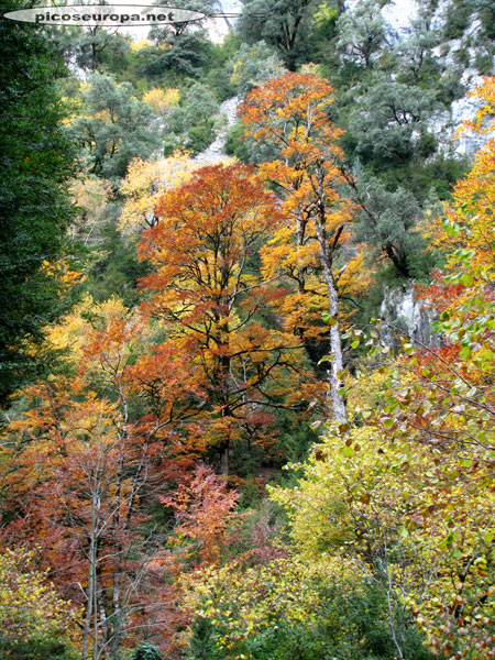 Desfiladero del río Beyos, Pirineos, Huesca, España