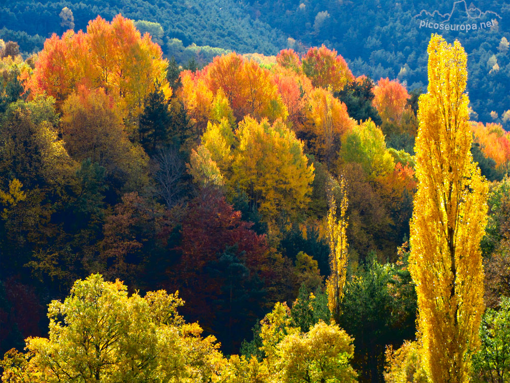 Foto: Otoño en la carretera del Puerto de Cotefablo, Pirineos de Huesca, Aragón