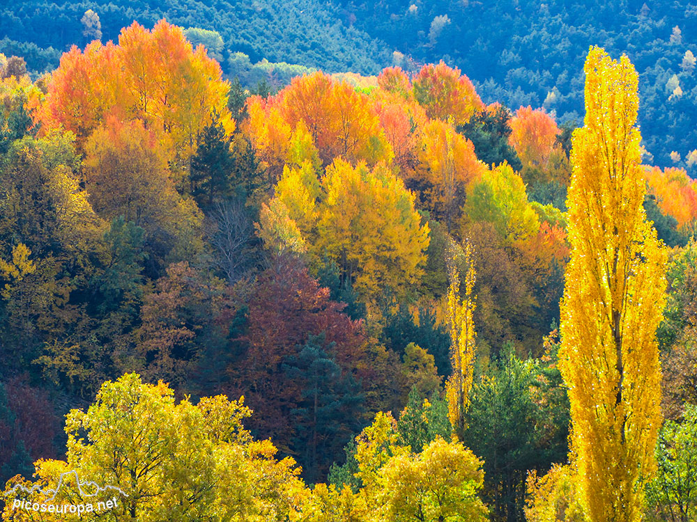 Otoño en las cercanías del pueblo de Linas de Broto, puerto de Cotefablo, carretera de Biescas a Torla. Pirineos de Huesca, Aragón.