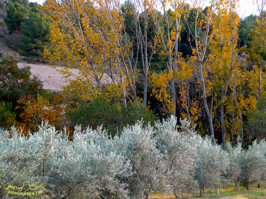 Foto: Otoño a la vera del rio Cinca, entre Barbastro y Olvena, Pre Pirineos de Huesca