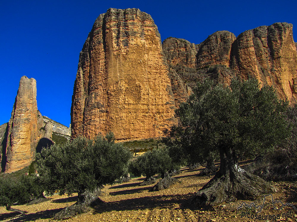 Foto: Olivos centenarios en las inmediaciones de Riglos