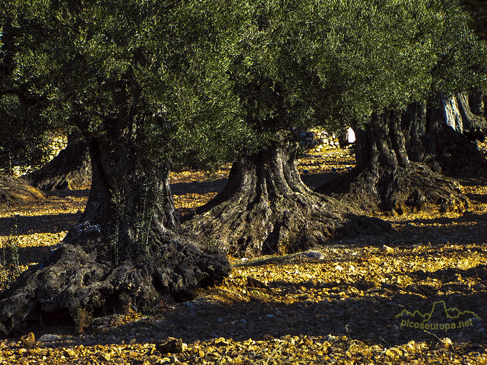 Foto: Olivos centenarios en las inmediaciones de Riglos