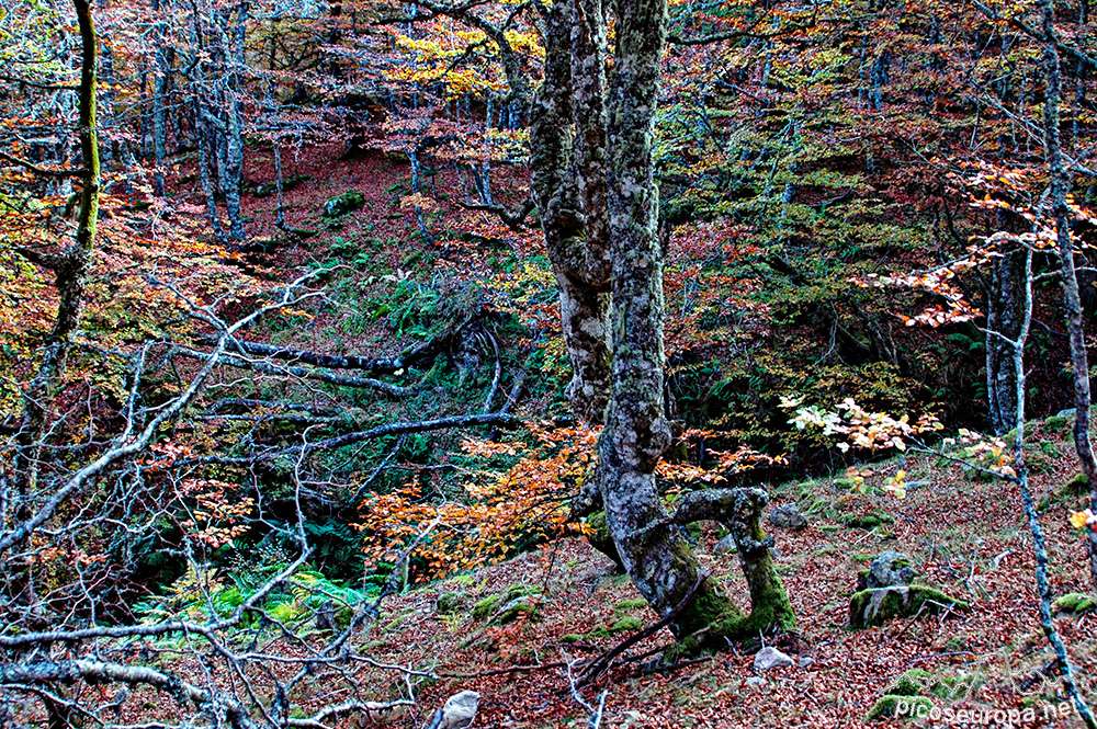 Foto: Pico Pozua, Cordillera Cantábrica, León, España