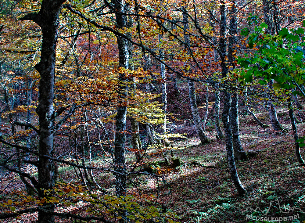 Foto: El bosque al principio del recorrido al Pico Pozua, Cordillera Cantábrica, León, España