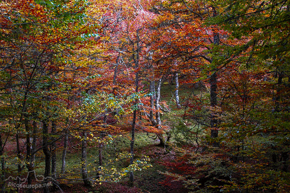 Foto: Bosques en las inmediaciones de la carretera entre el Puerto del Pontón y Oseja de Sajambre, León, España