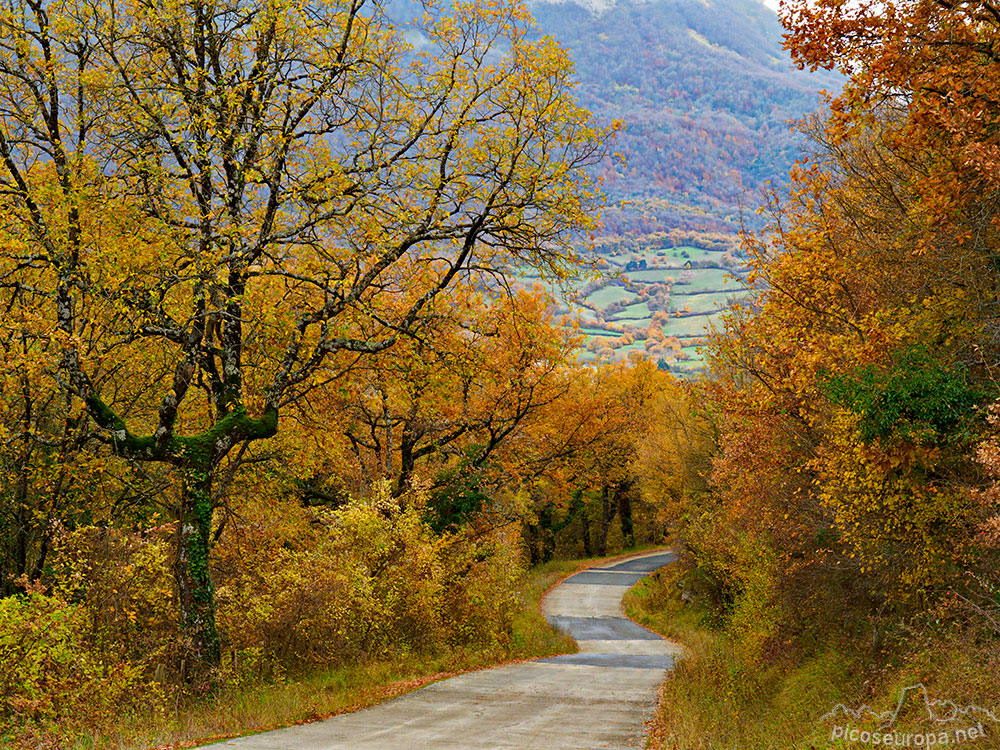 Foto: La carretera de subida a través de un magnifico bosque.