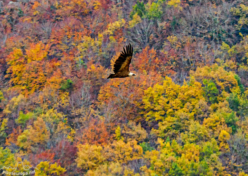 Foto: Buitres sobrevolando los bosques que rodean el monasterio de San Miguel de Aralar, Navarra