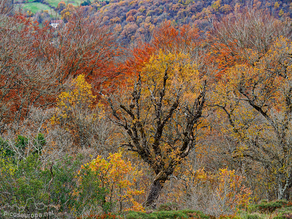 Foto: Paisajes y bosques alrededor del Monasterio de San Miguel de Aralar, Navarra