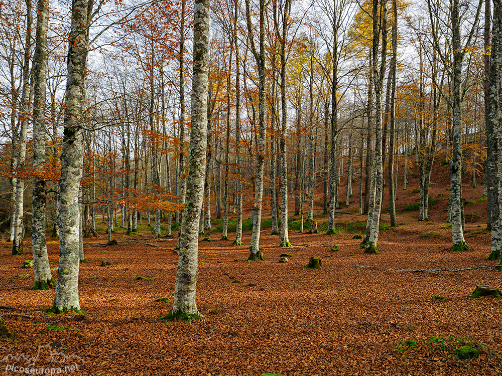 Foto: Paisajes y bosques alrededor del Monasterio de San Miguel de Aralar, Navarra