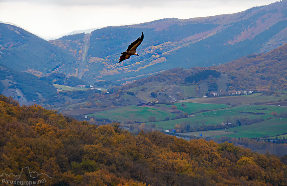 Foto: Buitres sobrevolando los bosques que rodean el monasterio de San Miguel de Aralar, Navarra