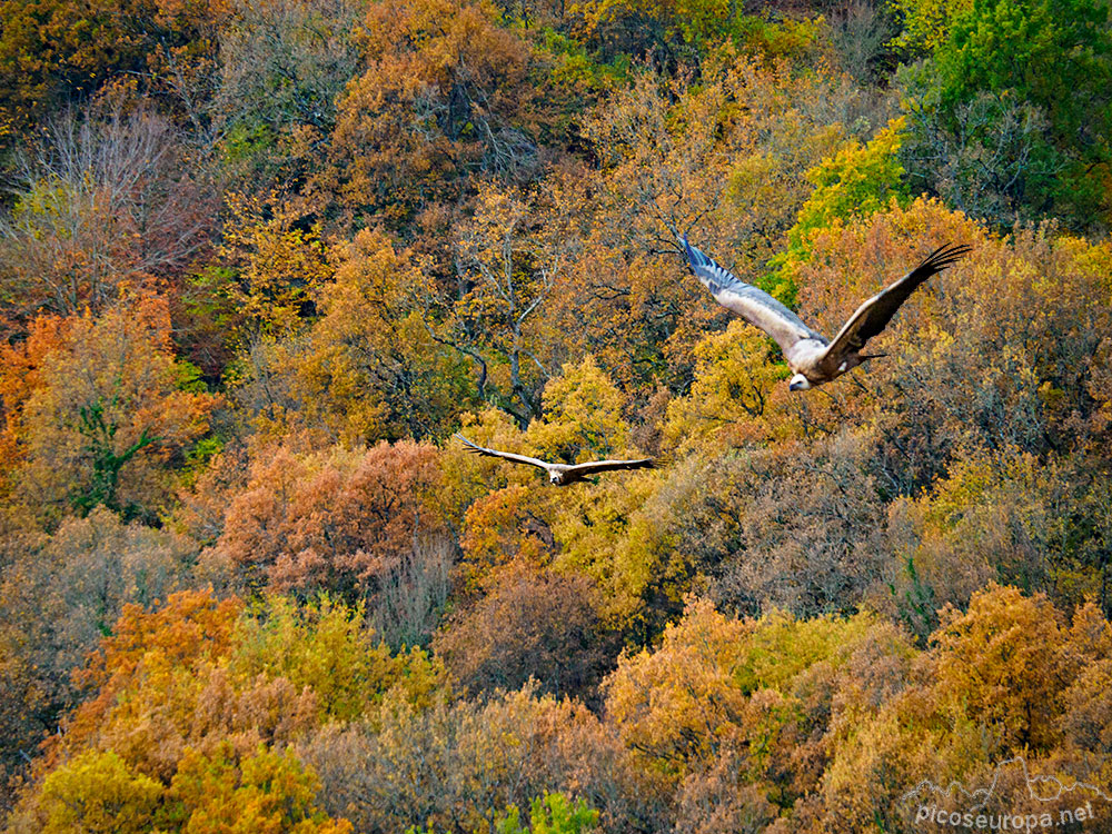 Otoño en la Sierra de Aralar, Navarra.