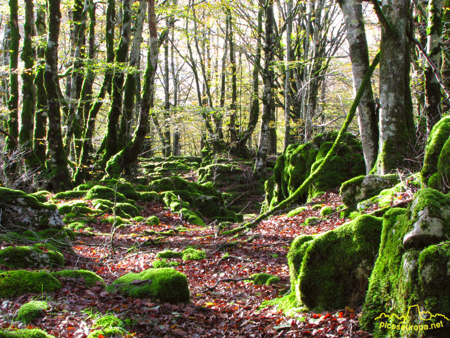 Foto: Parque Natural de Urbasa y Andia, Navarra