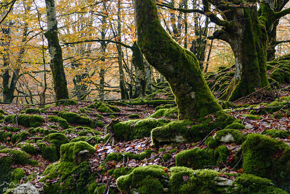 Parque Natural de Urbasa y Andia, Navarra