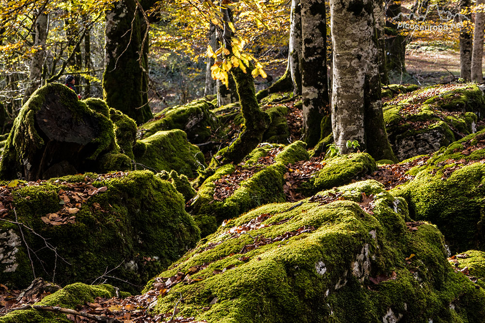 Foto: Parque Natural de Urbasa y Andia, Navarra