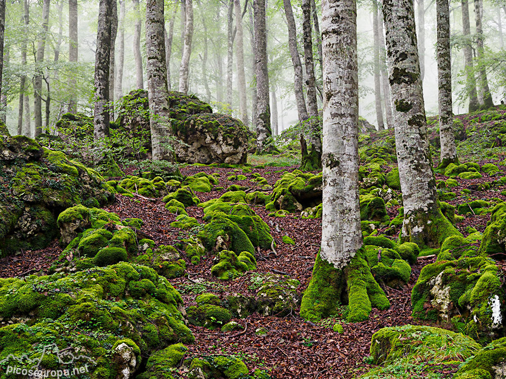 Foto: Parque Natural de Urbasa y Andia, Navarra