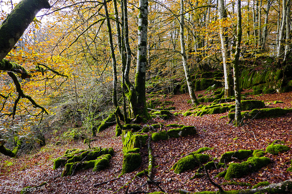 Foto: Otoño en el Parque Natural de Urbasa, Navarra