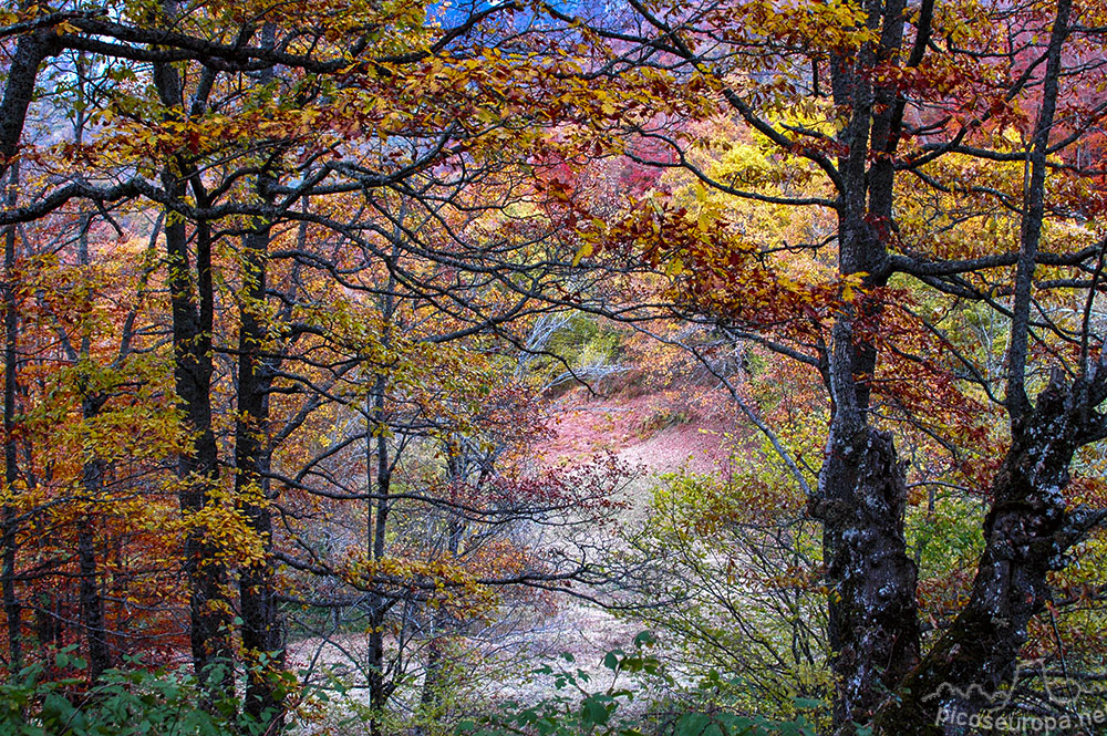 Foto: Bosques en las inmediaciones de la carretera entre el Puerto del Pontón y Oseja de Sajambre, León, España