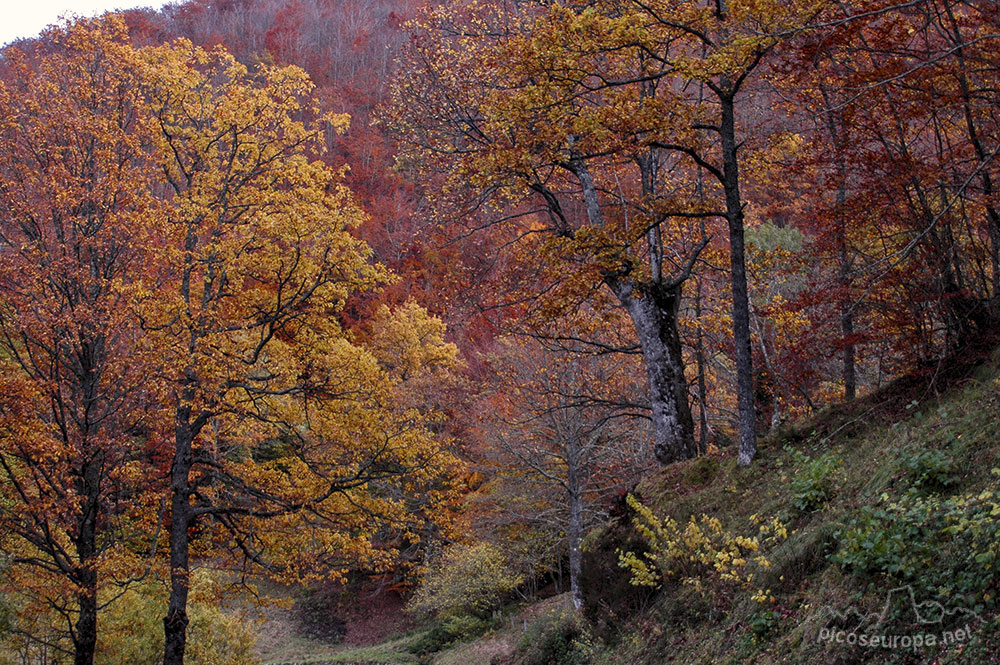 Foto: Bosques en las inmediaciones de la carretera entre el Puerto del Pontón y Oseja de Sajambre, León, España