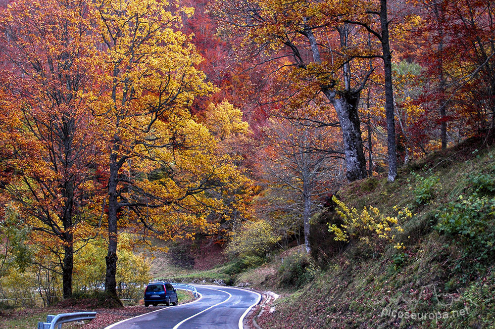 Foto: Bosques en las inmediaciones de la carretera entre el Puerto del Pontón y Oseja de Sajambre, León, España