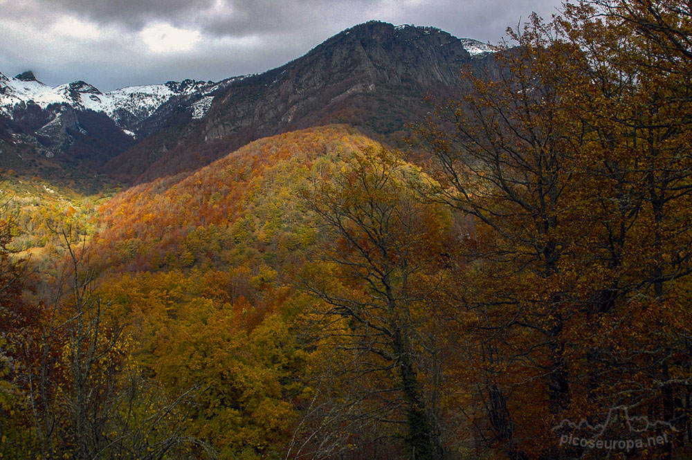 Foto: Bosques en las inmediaciones de la carretera entre el Puerto del Pontón y Oseja de Sajambre, León, España