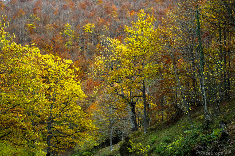 Foto: Bosques en las inmediaciones de la carretera entre el Puerto del Pontón y Oseja de Sajambre, León, España