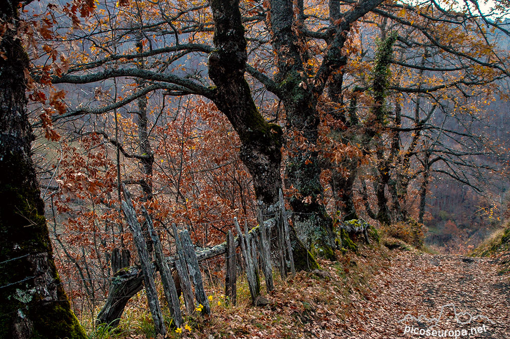 Soto de Sajambre, bosque Los Rocinos, León, Picos de Europa