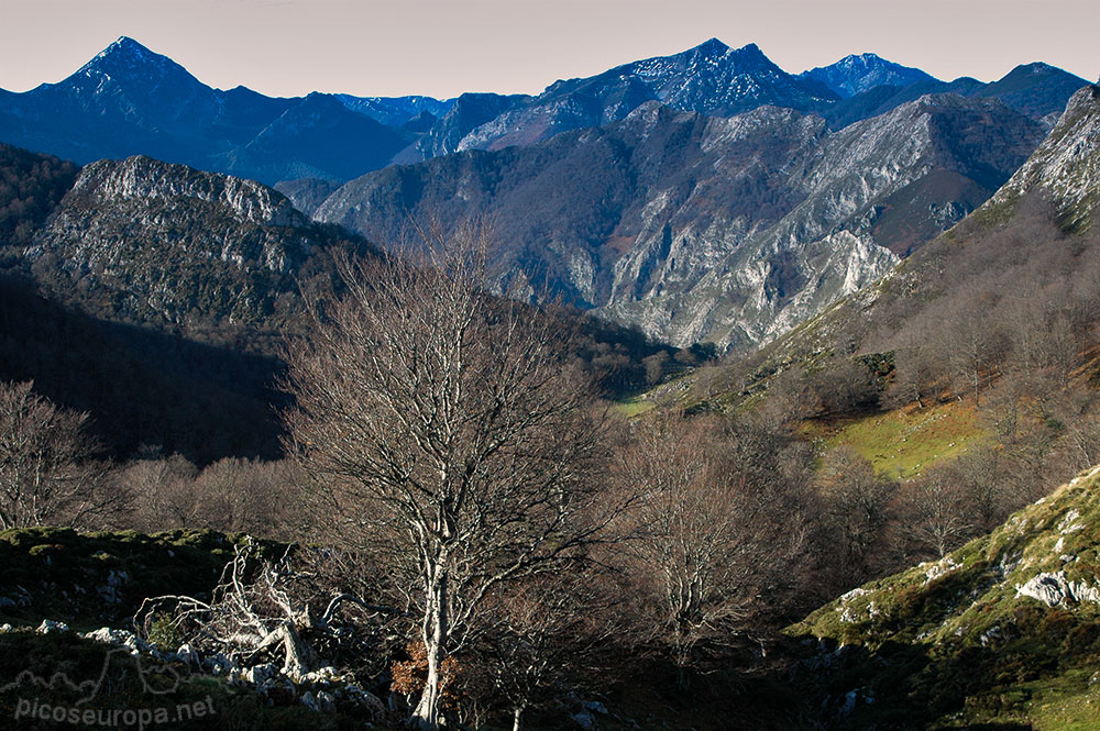 Soto de Sajambre, bosque Los Rocinos, León, Picos de Europa