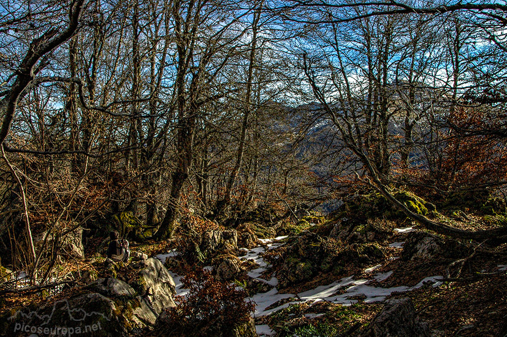 Soto de Sajambre, bosque Los Rocinos, León, Picos de Europa