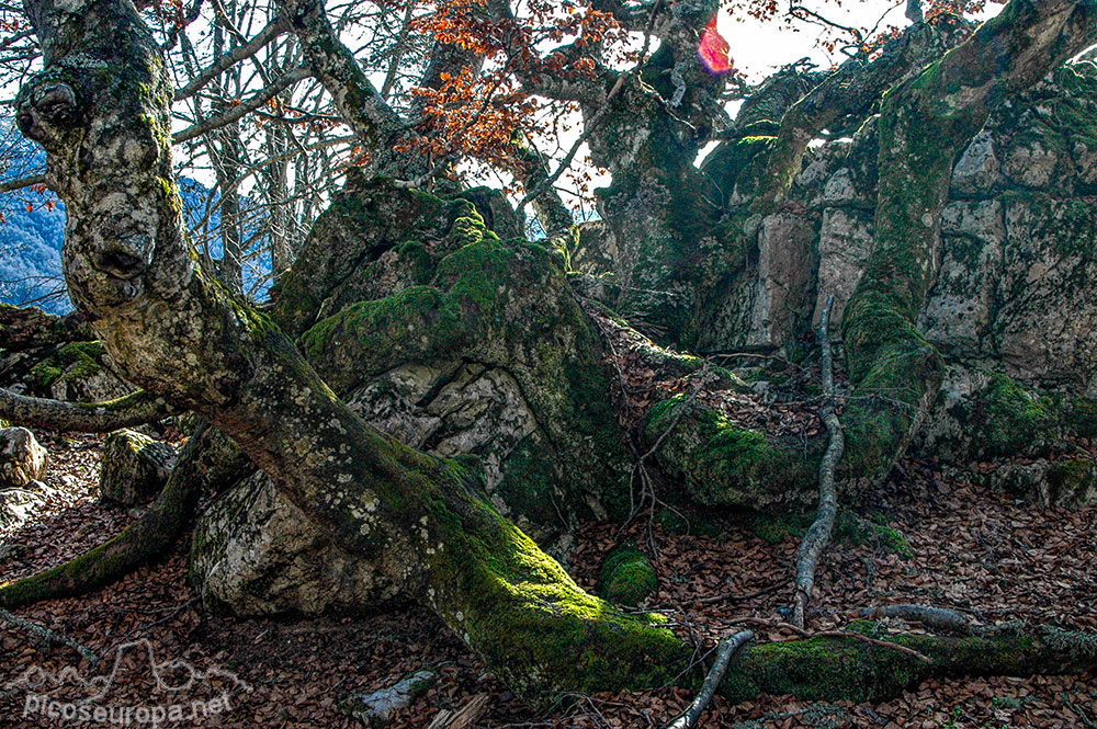 Soto de Sajambre, bosque Los Rocinos, León, Picos de Europa