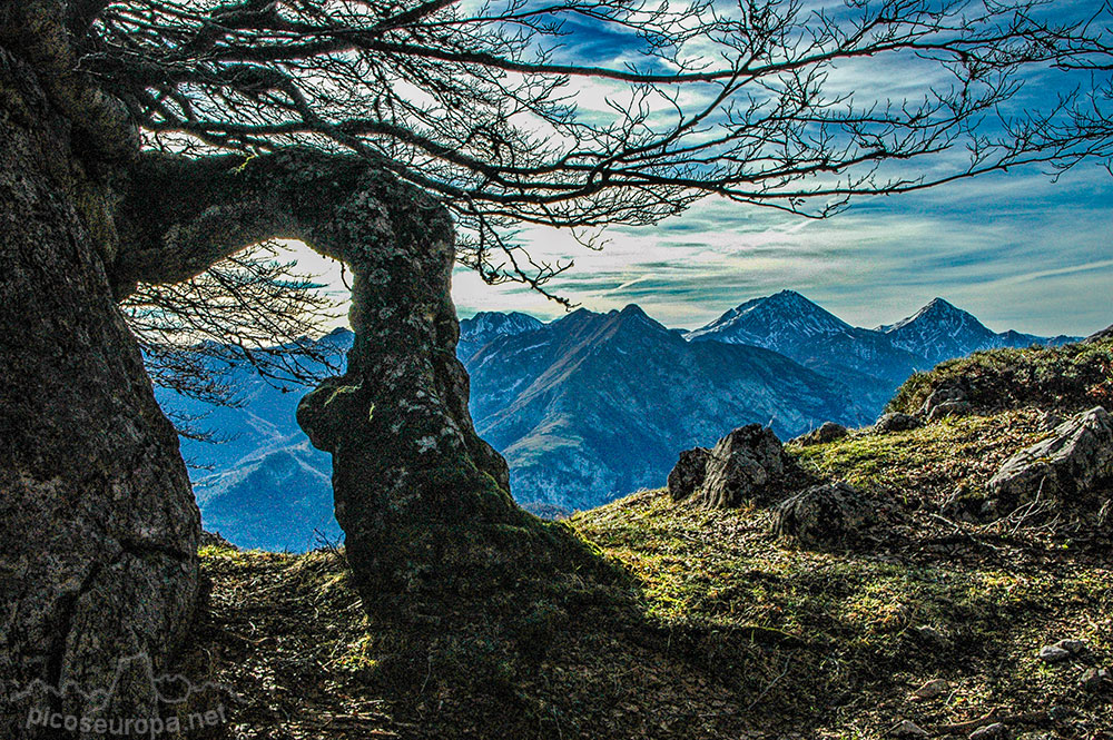 Soto de Sajambre, bosque Los Rocinos, León, Picos de Europa