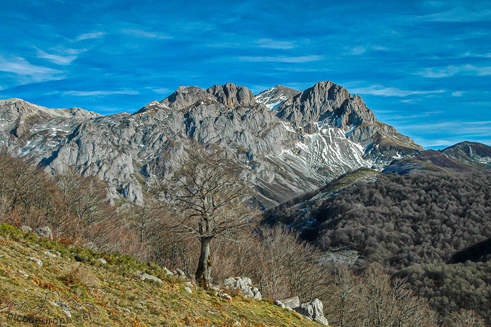 Soto de Sajambre, bosque Los Rocinos, León, Picos de Europa