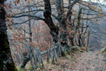 Camino Arcediano, Soto de Sajambre (León)