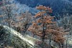 Bosques Senda Arcediano, Soto de Sajambre (León)