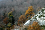 Bosques Senda Arcediano, Soto de Sajambre (León)