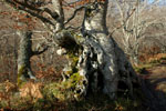 Bosques Senda Arcediano, Soto de Sajambre (León)