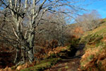 Bosques Senda Arcediano, Soto de Sajambre (León)
