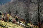 Bosques Senda Arcediano, Soto de Sajambre (León)