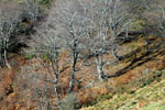 Bosques Senda Arcediano, Soto de Sajambre (León)