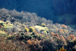 Bosques Senda Arcediano, Soto de Sajambre (León)