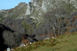 Bosques Senda Arcediano, Soto de Sajambre (León)