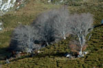 Bosques Senda Arcediano, Soto de Sajambre (León)