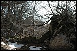 arboles que reptan, Soto de Sajambre, León