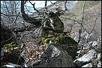 arbol enroscado, bosques de Soto de Sajambre, León