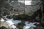 no es una raiz, es un arbol, bosques de Soto de Sajambre, León