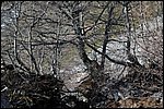 un bosque impenetrable, Soto de Sajambre, León